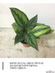 칼라데아 뷰티스타 공기정화식물
