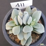 모건뷰티1128-411 다육식물