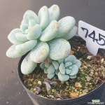 1130-745 천원상품