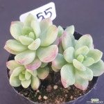 1130-755 천원상품