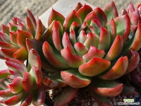 원종레드길바 1.251 1130 다육식물