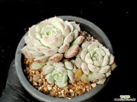 클라라 34-327 다육식물