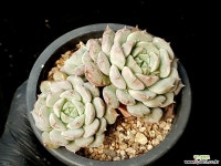 클라라 34-327 다육식물