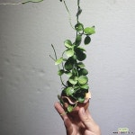 디시디아포켓토분 넘초크 공중식물 귀여움최고 40~60cm 공기정화식물