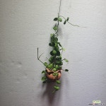 디시디아포켓토분 넘초크 공중식물 귀여움최고 40~60cm 공기정화식물