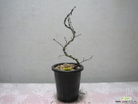 팥꽃나무2902-외목대,동일품배송 야생화