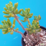청솔 다육식물