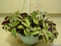 제브리나 1번-공기정화식물-걸이식물-주방-화장실등 공기정화식물