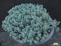 희성미인    00917 다육식물