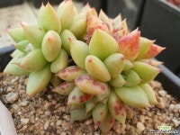 나린1298 다육식물