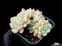 로치 37-237 다육식물