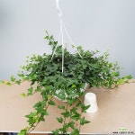 별아이비  대품 걸이분 초본류