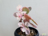 호접무금87 다육식물