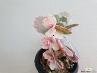 호접무금87 다육식물