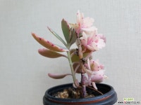 호접무금87 다육식물