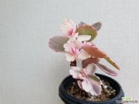 호접무금87 다육식물