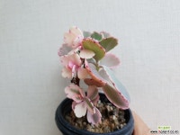 호접무금87 다육식물