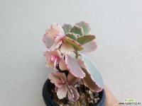 호접무금87 다육식물