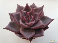 레드에보니4197 다육식물