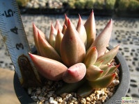 행성별1214 다육식물