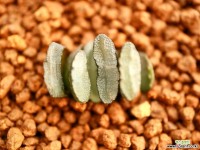 바40_ haworthia truncata(옥선) 하월시아