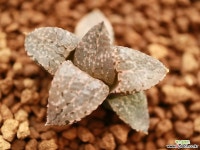 바45_ haworthia picta(픽타) 하월시아