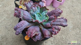 링구아스12151 다육식물