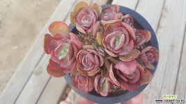 묵은둥이 수연 다육식물