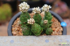 꽃피어서향기솔솔~화춘 다육식물