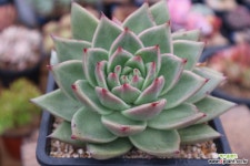 사이즈좋은환엽마리아군생 다육식물