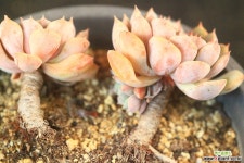 네오클라라  (SK23100 다육식물