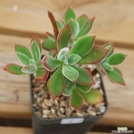 어어쁜부용 1225-20[합식] 다육식물