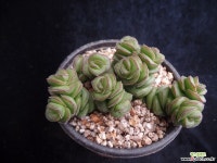 무을녀100 다육식물