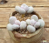 산적다육