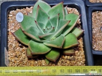 루팡 9412-5391 다육식물