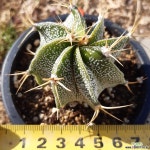 36ㆍ긴가시.반야 다육식물