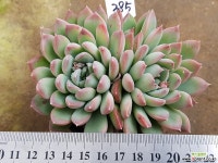 킹마이더스 2두 385 다육식물