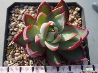 1227 카시오적금 다육식물