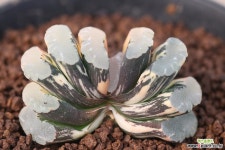 옥선금(Haworthia truncata variegated) 하월시아