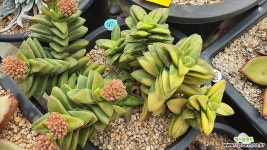 신동금01031 다육금