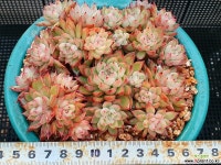 메비나 103-16 리톱스/메셈