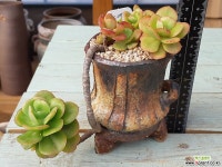 예술적인수형 홍매화묵둥이(4-15) 다육식물