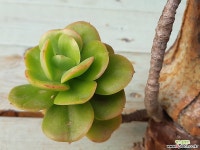 예술적인수형 홍매화묵둥이(4-15) 다육식물