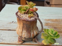 예술적인수형 홍매화묵둥이(4-15) 다육식물