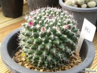 맘밀라리아속982 *실생* 선인장