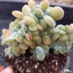 24ㆍ프로스트철화ㆍ생얼 다육식물