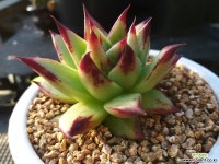 기차길옆다육이