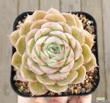 산적다육