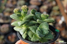 신동(01월)_02 다육식물