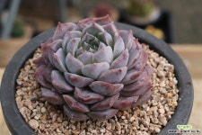 로잘리아 20J-258 다육식물